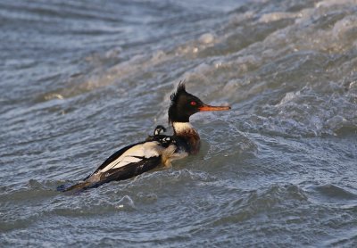 Middelste Zaagbek / Red-breasted Merganser