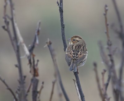 Dwerggors / Little Bunting