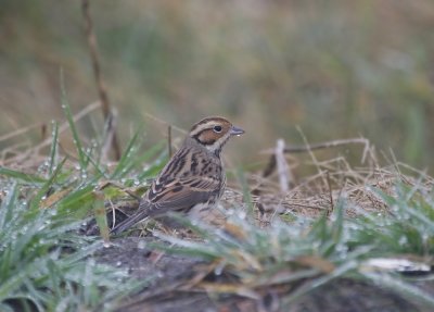 Dwerggors / Little Bunting