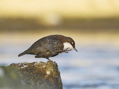 Zwartbuikwaterspreeuw / Black-bellied Dipper