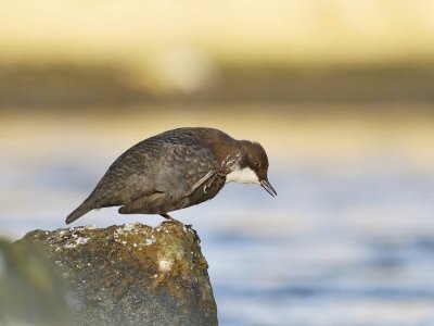 Zwartbuikwaterspreeuw / Black-bellied Dipper