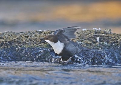 Zwartbuikwaterspreeuw / Black-bellied Dipper
