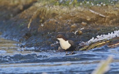 Zwartbuikwaterspreeuw / Black-bellied Dipper