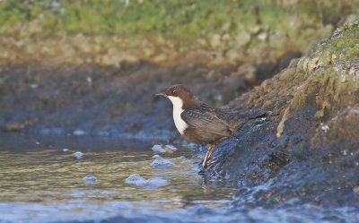 Zwartbuikwaterspreeuw / Black-bellied Dipper