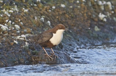 Zwartbuikwaterspreeuw / Black-bellied Dipper