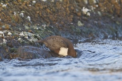 Zwartbuikwaterspreeuw / Black-bellied Dipper