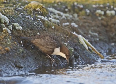 Zwartbuikwaterspreeuw / Black-bellied Dipper