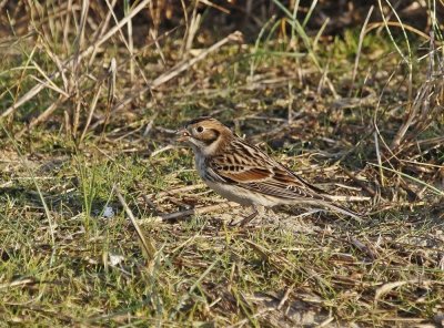IJsgors / Lapland Bunting