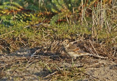 IJsgors / Lapland Bunting