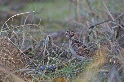 IJsgors / Lapland Bunting