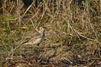 IJsgors / Lapland Bunting