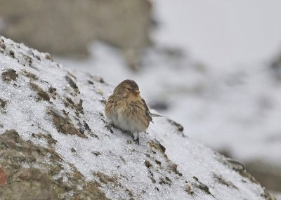 Frater / Twite