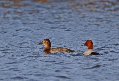 Tafeleend / Common Pochard