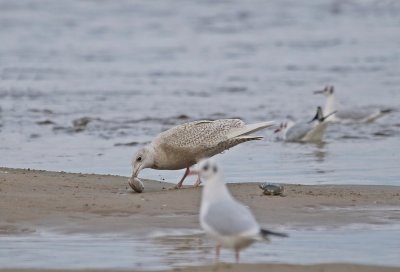 Kleine Burgemeester / Iceland Gull