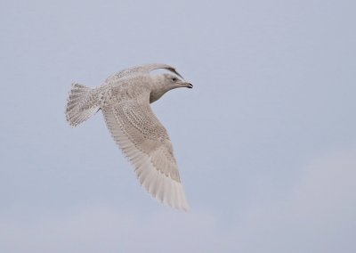 Kleine Burgemeester / Iceland Gull