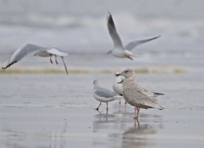 Kleine Burgemeester / Iceland Gull