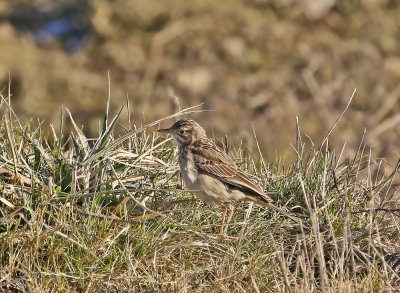 Mongoolse Pieper / Blyth's Pipit