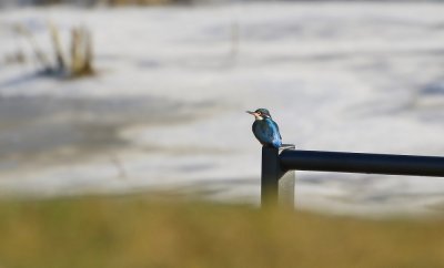 IJsvogel / Common Kingfisher