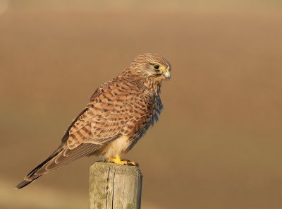 Torenvalk / Kestrel
