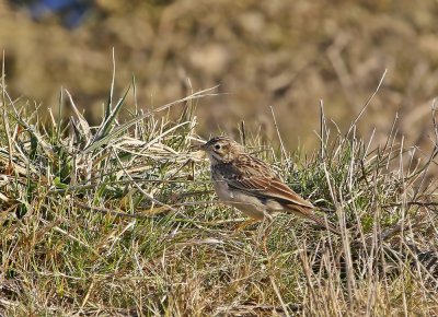 Mongoolse Pieper / Blyth's Pipit