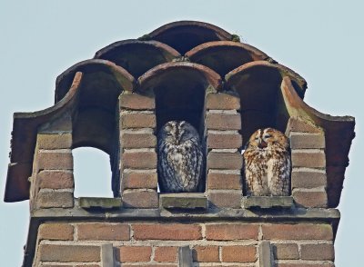 Bosuil / Tawny Owl