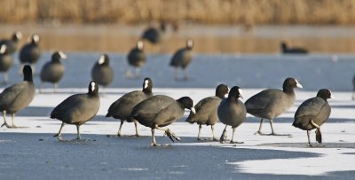 Meerkoet / Eurasian Coot