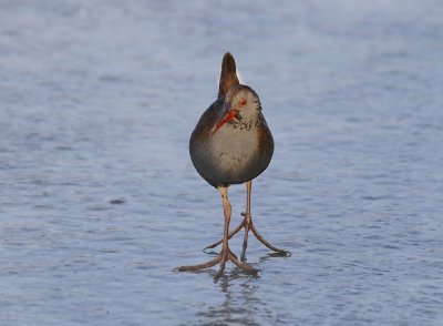 Waterral / Water Rail