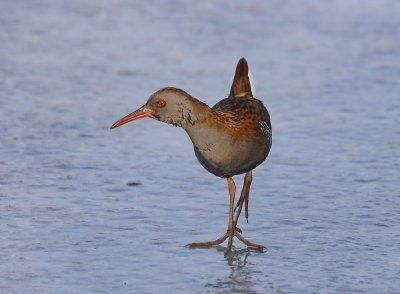 Waterral / Water Rail