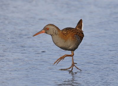 Waterral / Water Rail