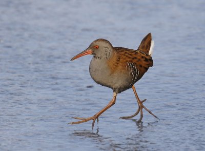 Waterral / Water Rail