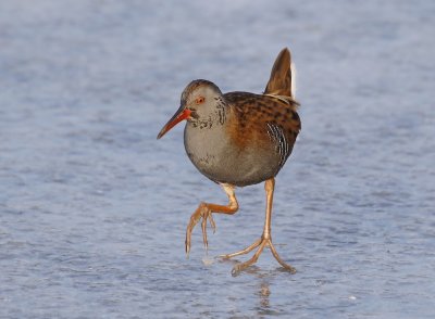 Waterral / Water Rail