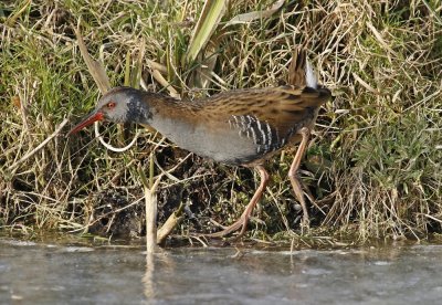 Waterral / Water Rail