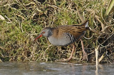 Waterral / Water Rail