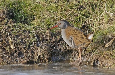 Waterral / Water Rail