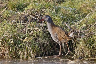 Waterral / Water Rail