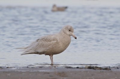 Grote Burgemeester / Glaucous Gull