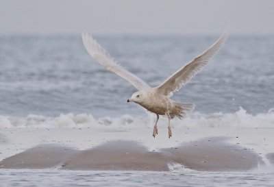 Grote Burgemeester / Glaucous Gull