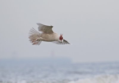 Grote Burgemeester / Glaucous Gull
