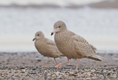 Grote Burgemeester / Glaucous Gull