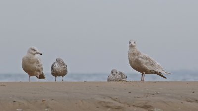 Grote Burgemeester / Glaucous Gull