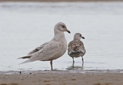 Kleine Burgemeester / Iceland Gull
