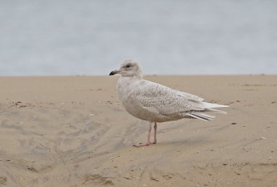 Kleine Burgemeester / Iceland Gull