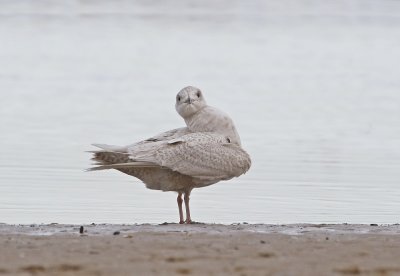 Kleine Burgemeester / Iceland Gull