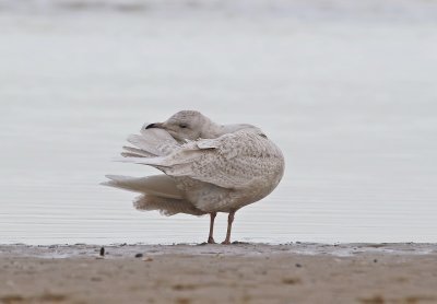 Kleine Burgemeester / Iceland Gull