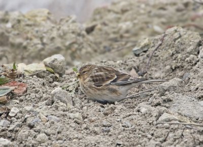 Frater / Twite