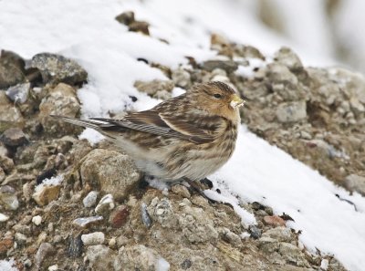 Frater / Twite