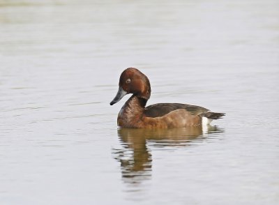 Witoogeend / Ferruginous Duck