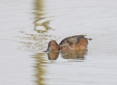 Witoogeend / Ferruginous Duck