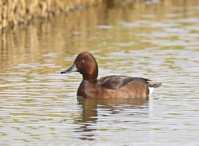 Witoogeend / Ferruginous Duck