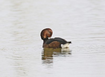 Witoogeend / Ferruginous Duck